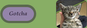 Gotcha Gotcha